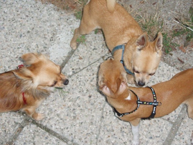 Spikey, Zomi in Mima - 3 čivavice - foto
