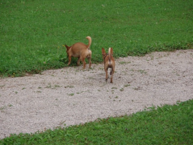 Spikey in Boy - foto