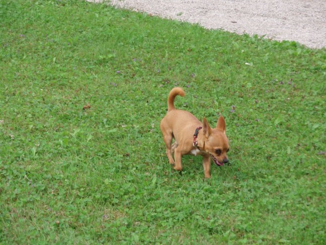 Spikey in Boy - foto povečava