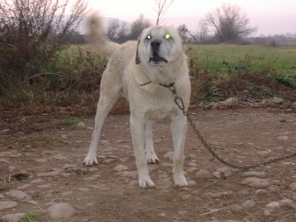 Kosovo 11/08 - foto povečava