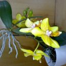 Phalaenopsis sp. s keikijem