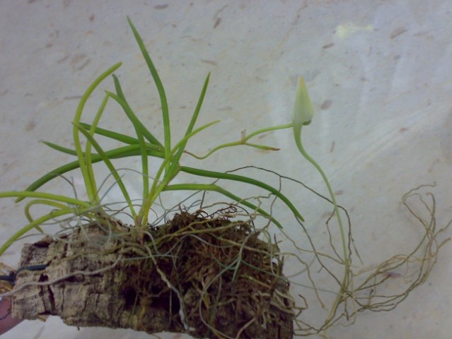 Angraecum scottianum (popek)