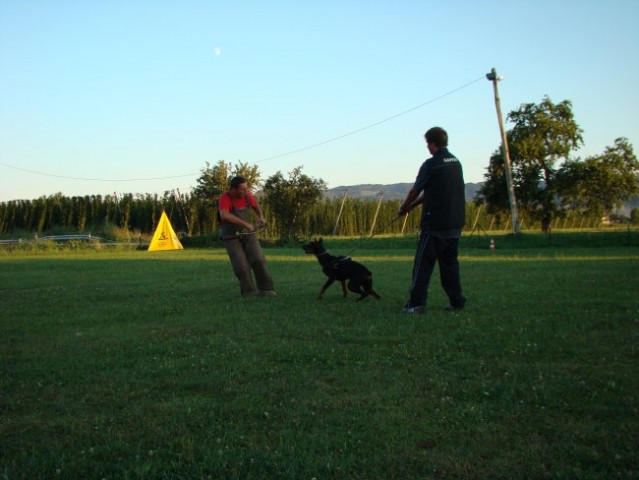Borut - foto