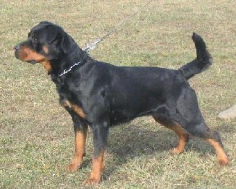 Miha - foto povečava