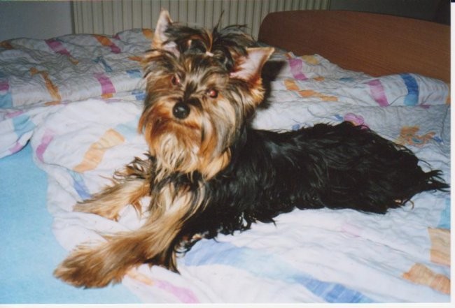 Medo - foto povečava