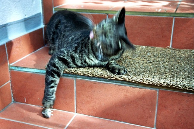Borbeni mačak - foto povečava