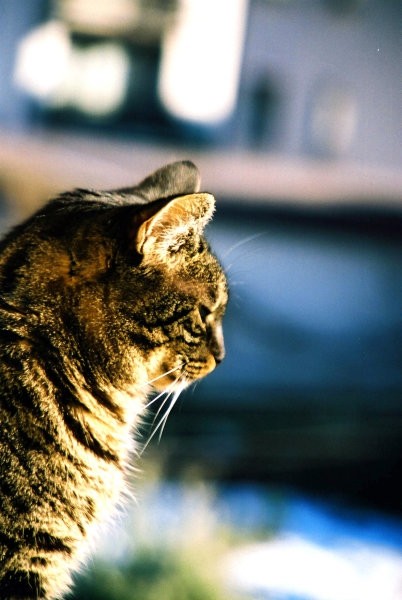 Borbeni mačak - foto povečava