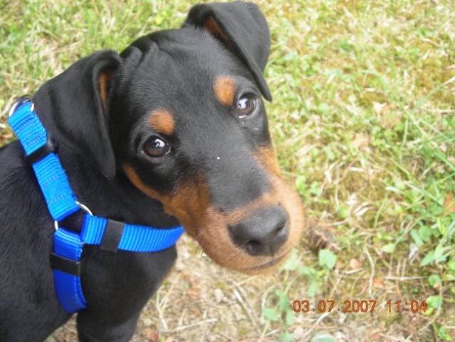 Bubi - foto