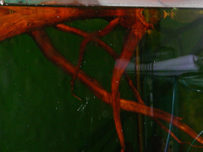 Panaque Super Green Royal 20cm - foto povečava