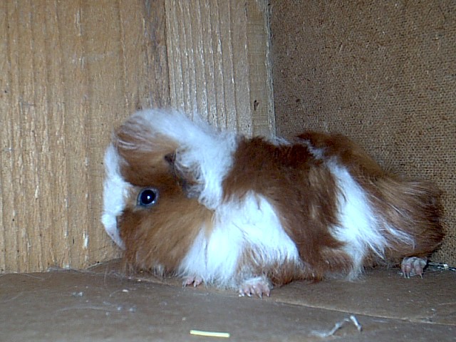 samička-peruanec
