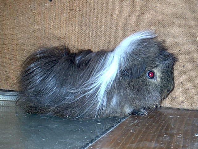 samček-pasme peruanec