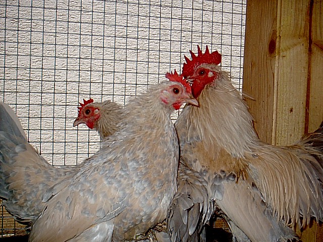 Družina pritlikavih kokoši