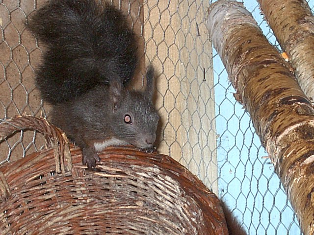 veverica (samček)