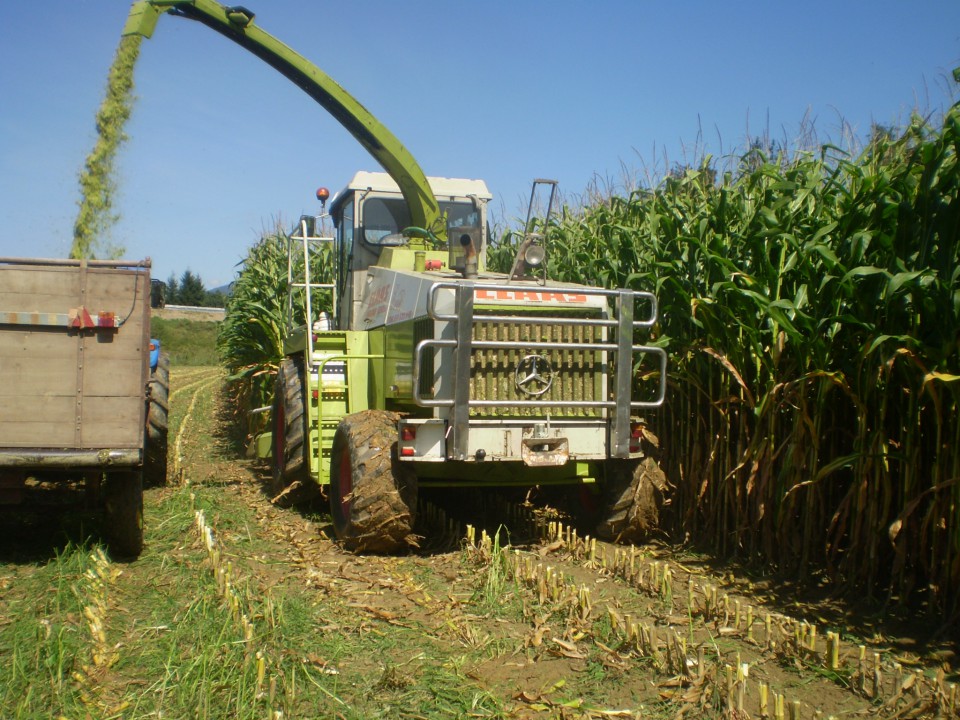 Siliranje 2009 - foto povečava