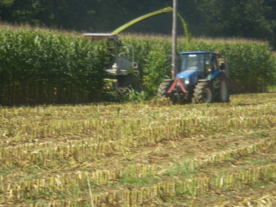 Siliranje 2009 - foto povečava