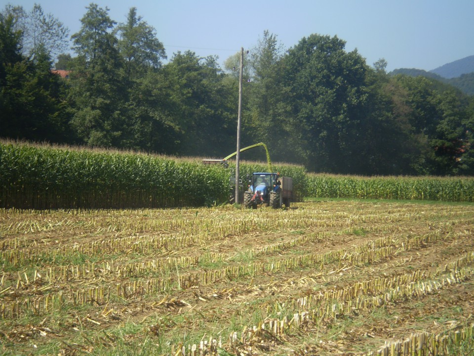 Siliranje 2009 - foto povečava