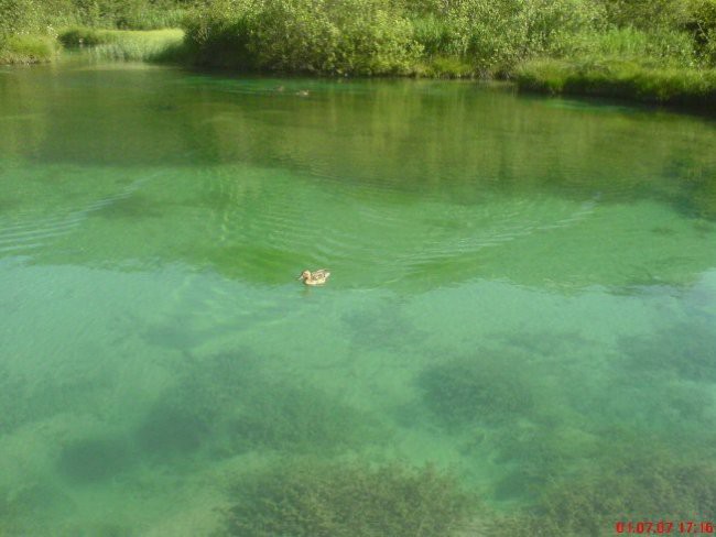 Zelenci - foto povečava