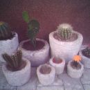 novi kaktusi