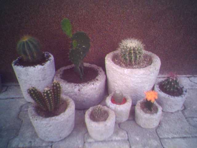 Novi kaktusi - foto