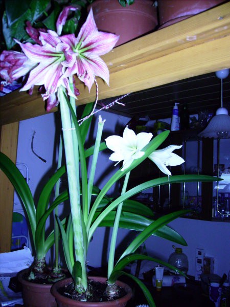 Dve velikosti različnih cvetov
17,2,2008