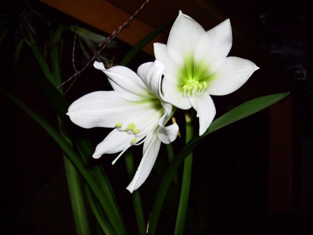 Beli amarilis dva cveta
17,2,2008