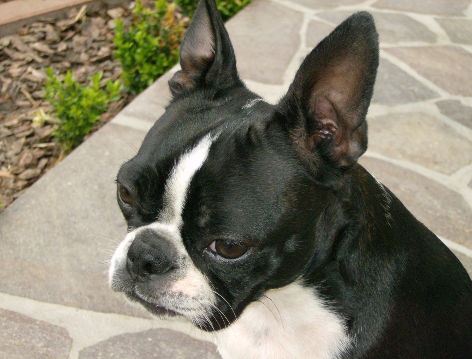 Boston terrier - rina - foto povečava