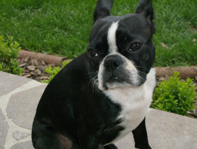 Boston terrier - rina - foto