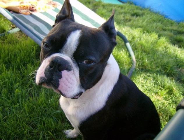 Boston terrier-brin  - foto