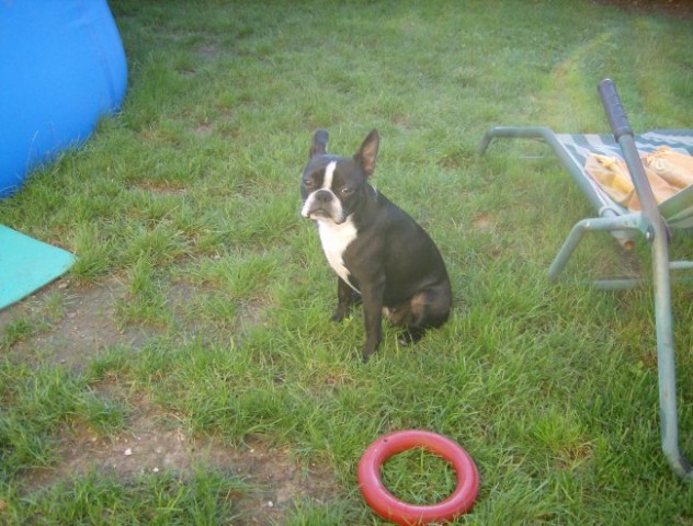 Boston terrier-brin  - foto