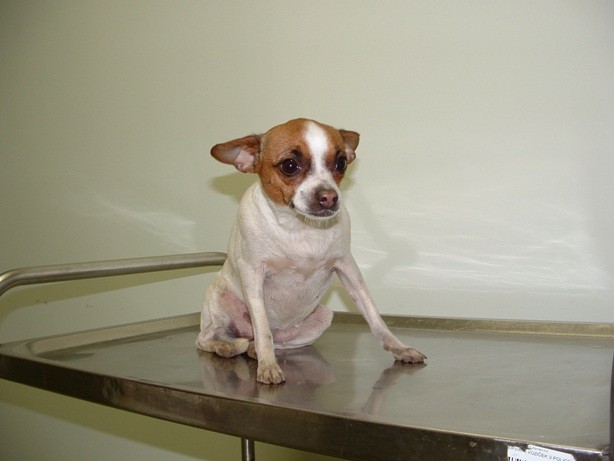 Oddana oz. so se našli njeni stari lastniki!!!