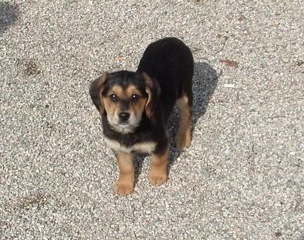 Psiček in psička, stara 2 meseca,  na nove lastnike čakata v azilu Perun, info. na mob. 03