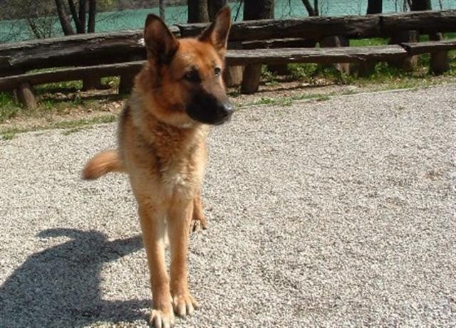 Nemška ovčarka, najdena 14.04.2006 v kraju Zbilje pri Medvodah, išče svojega lastnika. V o