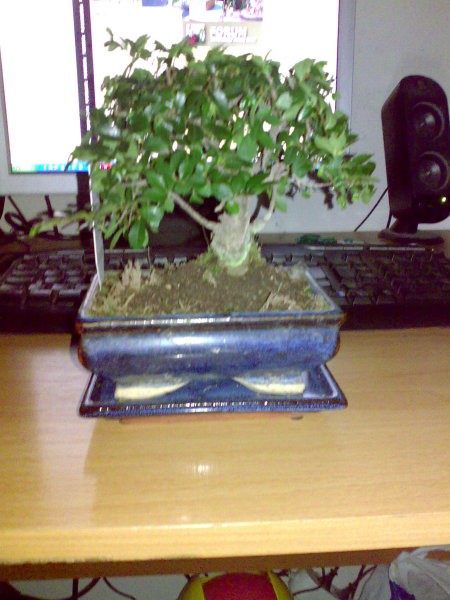 Bonsai - foto povečava