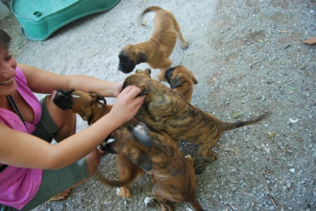 Boxerčki - foto