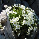 093_3 Koroška smiljka (Cerastium carinthiacum)
