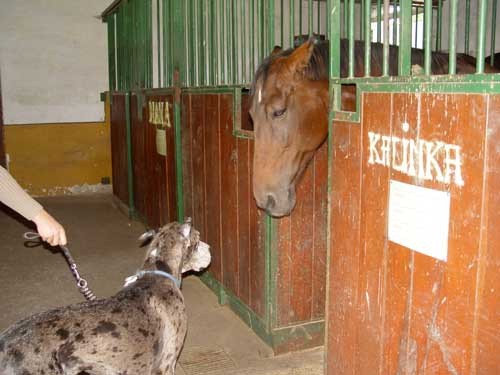 Srecanje s konjem Kingstonom - 30.09.2005 - foto povečava