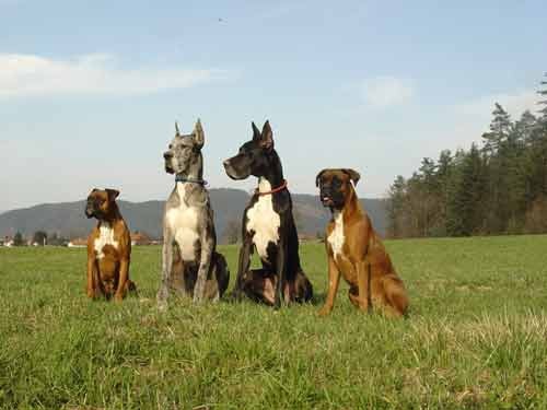 Lina, Aika, Era in Dona - foto povečava