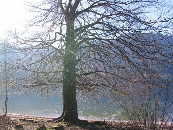 Bohinj - foto povečava