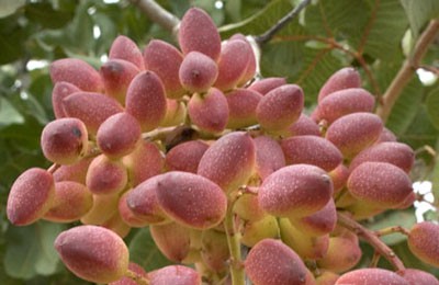 Kulinarika - foto povečava