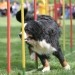 vir: Agility portal Slovenije