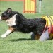 vir: Agility portal Slovenije