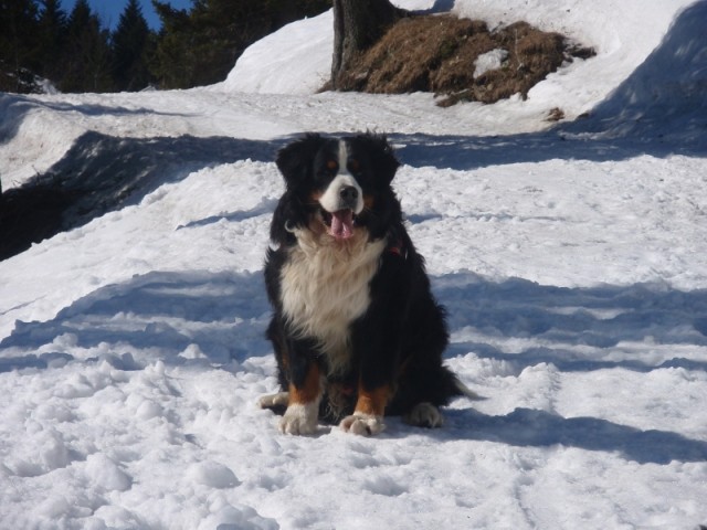 Velika Planina - foto