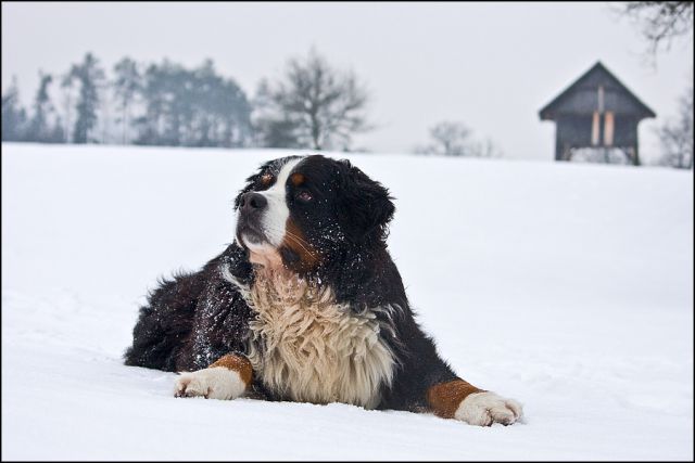 Winter 2010 (photos from Maja Rokavec) - foto