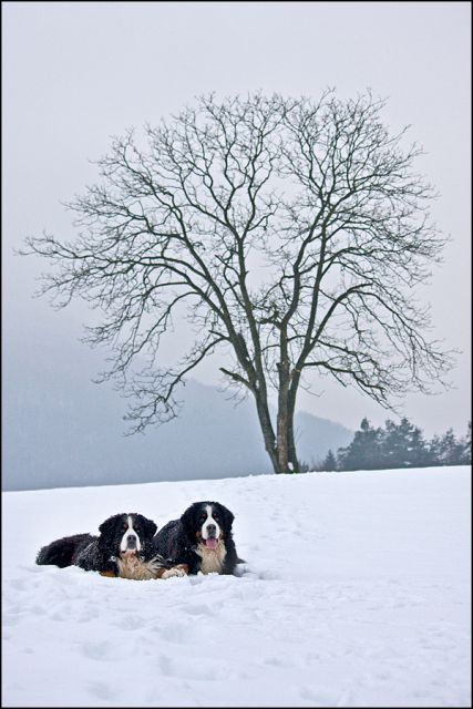 Winter 2010 (photos from Maja Rokavec) - foto