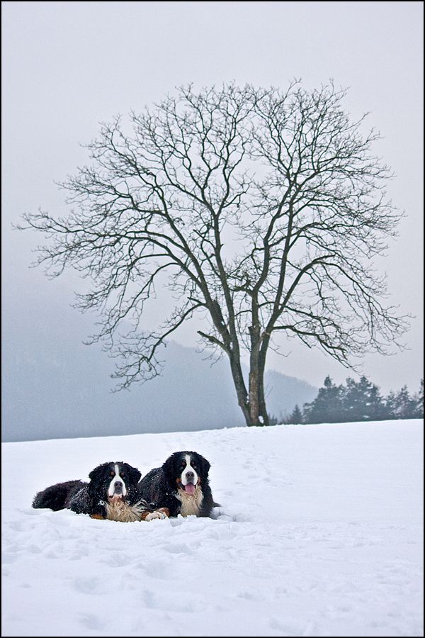 Winter 2010 (photos from Maja Rokavec) - foto povečava