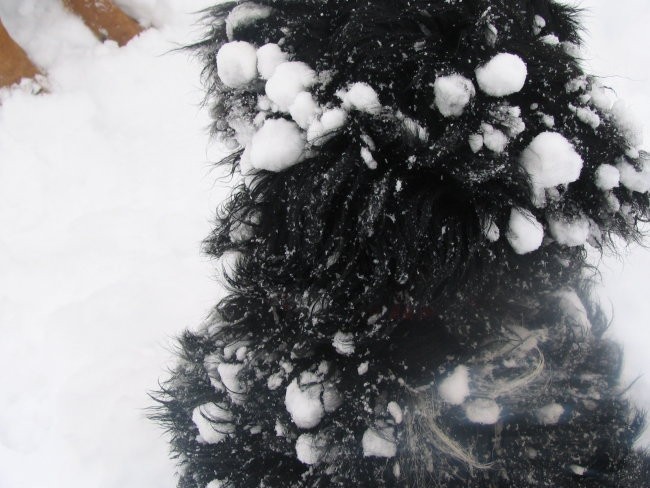 Na snegu z Rino - foto povečava