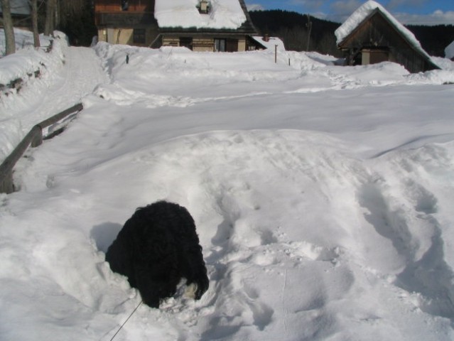 Pokljuka, 22.1.2006 - foto