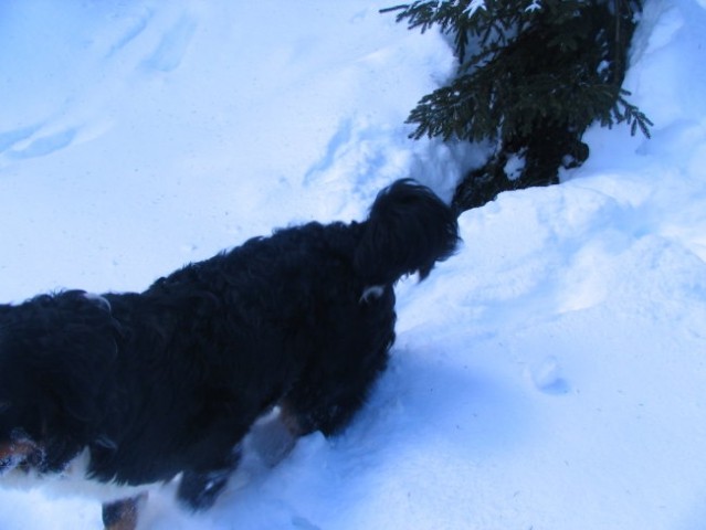 Pokljuka, 22.1.2006 - foto