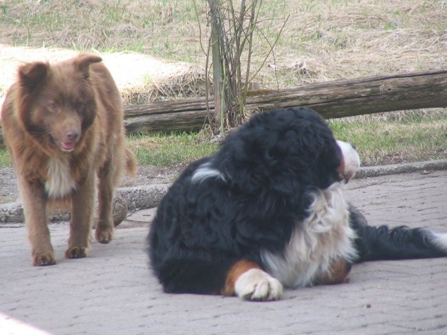 Pomlad- razno - foto povečava