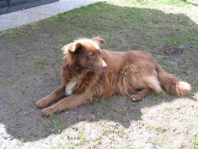 Pomlad- razno - foto